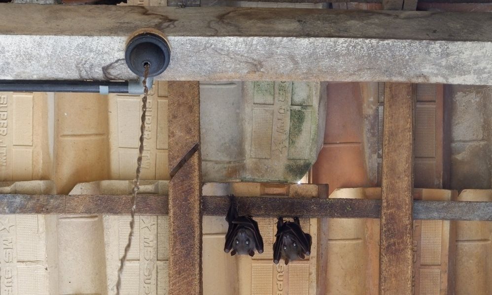 Τι σημαίνει αν πετούν νυχτερίδες πάνω από το σπίτι σας - Και όμως δεν είναι κακό