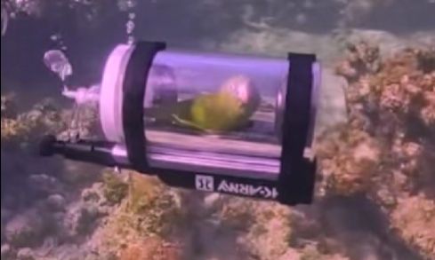 Μπαχάμες: Παπαγάλος κάνει… υποβρύχια κατάδυση σε αυτοσχέδιο σκάφος και γίνεται viral