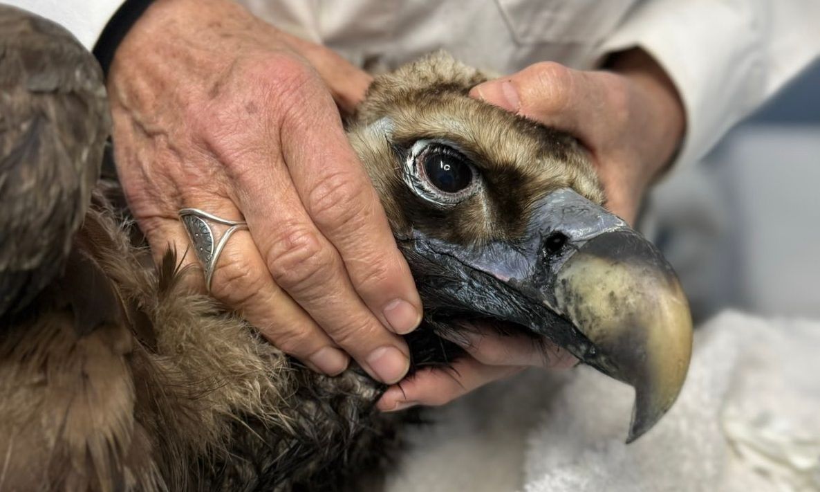 Επιστρέφει η ζωή στη Δαδιά: Ο μαυρόγυπας «Ιωάννα» νίκησε το δηλητήριο και πέταξε ξανά
