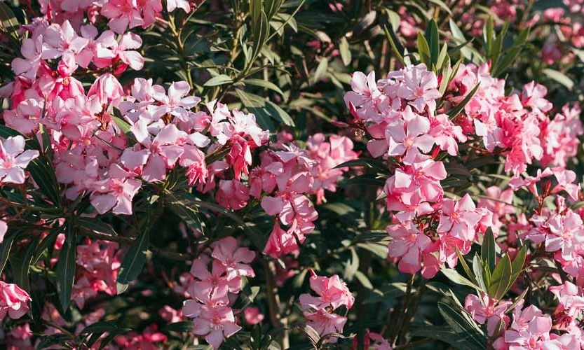 Διχάζει η οδηγία για την απομάκρυνση της πικροδάφνης από σχολεία, παιδικές χαρές, πλατείες