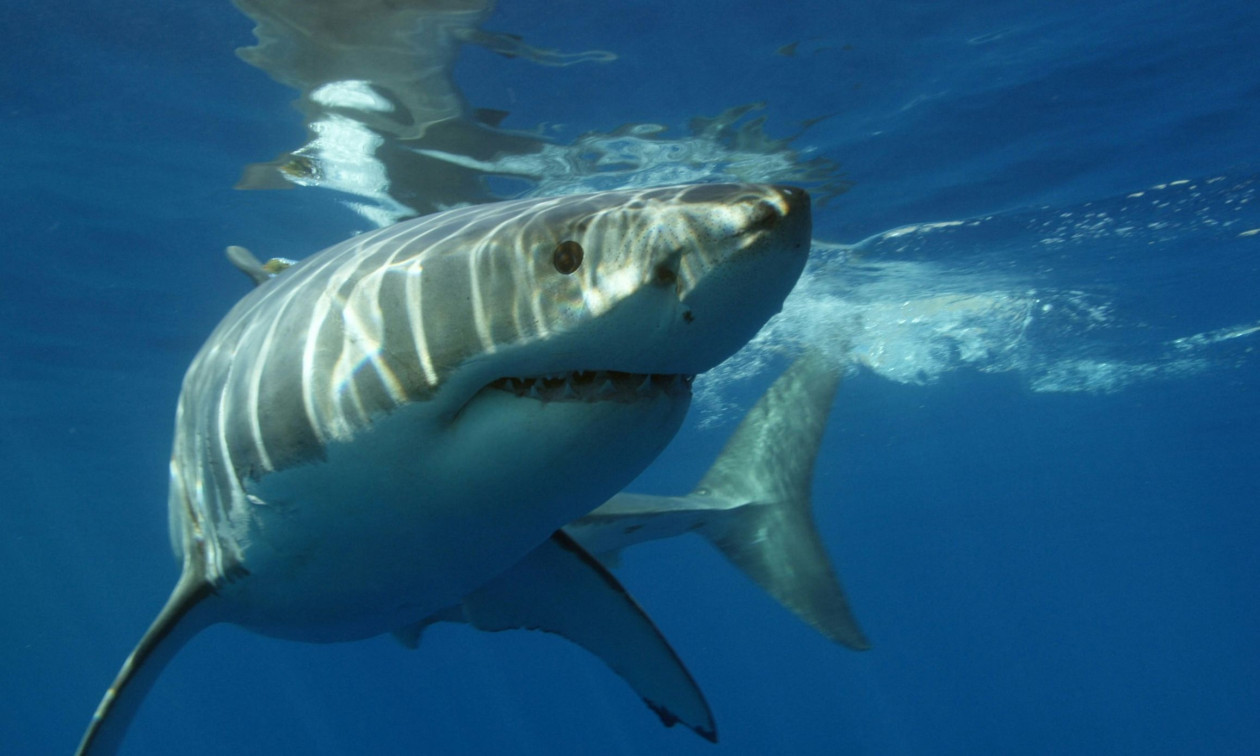 Καρχαρίας ακρωτηρίασε νεόνυμφο στον μήνα του μέλιτος στις Μαλδίβες: Δίνει μάχη για τη ζωή του