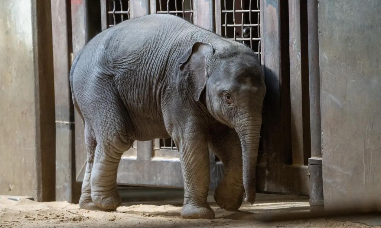 Γνωρίστε τη Linh Mai: Το ελεφαντάκι που απορρίφθηκε από τη μητέρα του - Κοινή μοίρα με τον Παντς