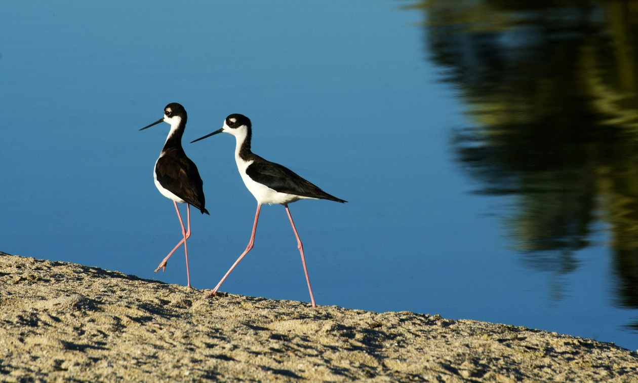 Επιστημονική ανατροπή: Η κλιματική αλλαγή και οι εισβολείς «σκότωσαν» την πανίδα της Χαβάης
