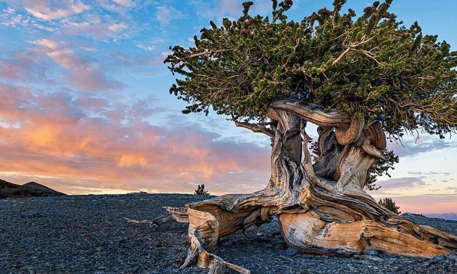Η ιστορία ενός δέντρου 5.000 ετών που κόπηκε και άλλαξε για πάντα την επιστήμη