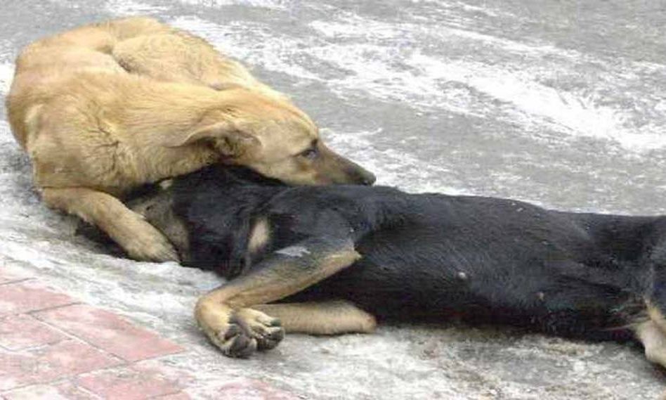 Κτηνωδία στη Χαλκιδική: Σκότωσαν 21 αδέσποτα σκυλιά με φόλες - Σκληρές εικόνες