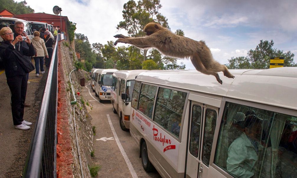 Γιβραλτάρ: Οι πίθηκοι τρώνε λάσπη για να θωρακίσουν το στομάχι τους από το junk food των τουριστών
