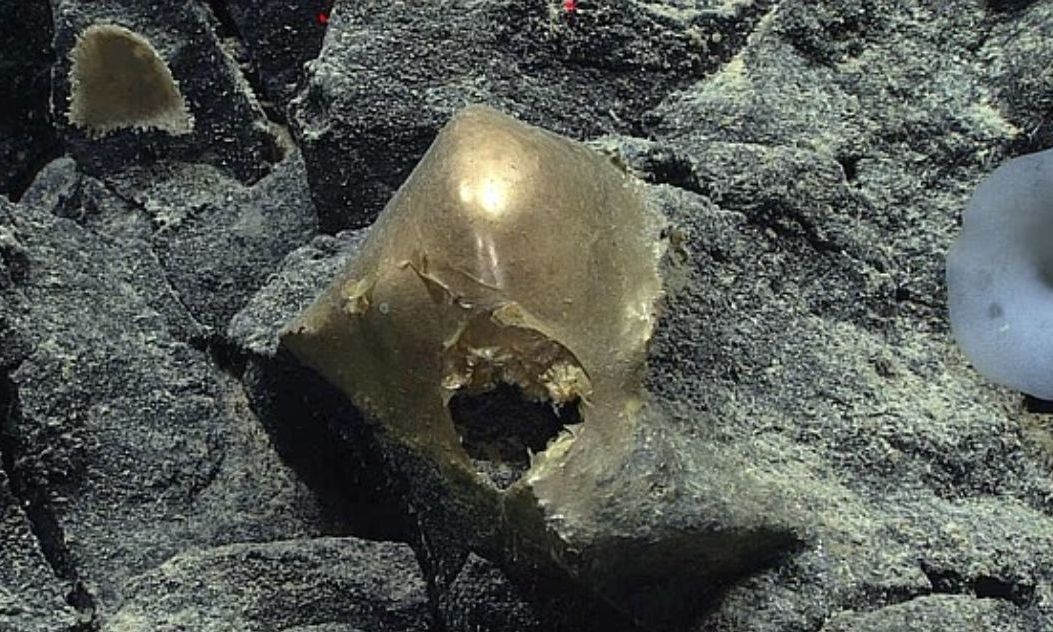 Λύθηκε το μυστήριο του «χρυσού αυγού»: Οι επιστήμονες εντόπισαν τελικά την πραγματική του ταυτότητα