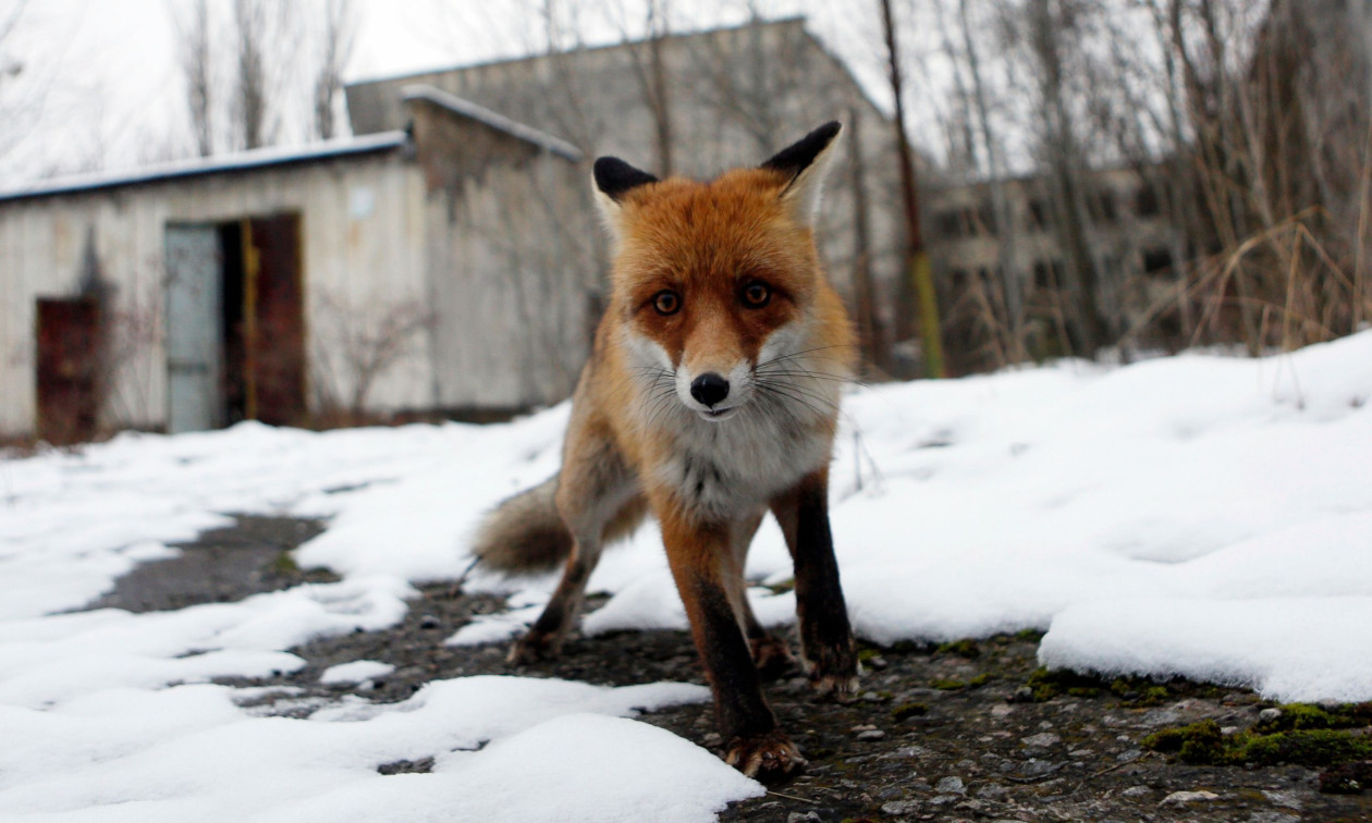 Από πυρηνικό εφιάλτη σε οικολογικό «παράδεισο»: Πώς μοιάζει σήμερα το Τσερνόμπιλ