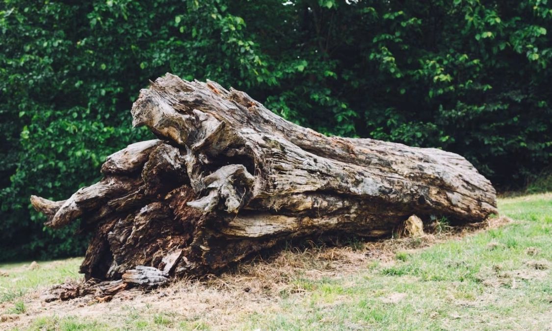 Βρήκε μεταλλικό σωλήνα κολλημένο σε δέντρο και αποδείχθηκε πως είναι ένα ιστορικό τεχνούργημα αξίας