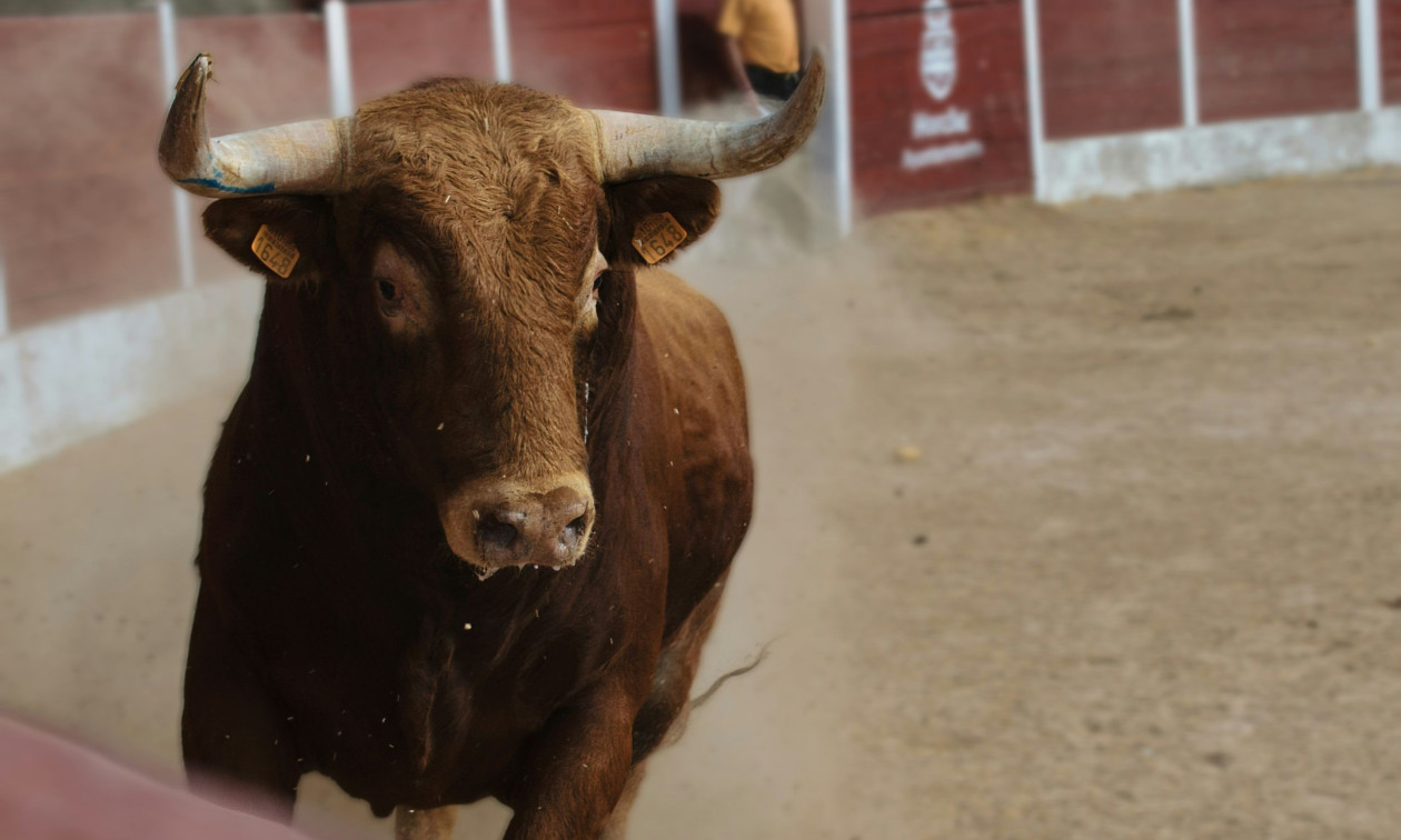 Τραγωδία σε ταυροδρομία στην Ανδαλουσία: Ταύρος σκότωσε εκτροφέα σε παραδοσιακό φεστιβάλ
