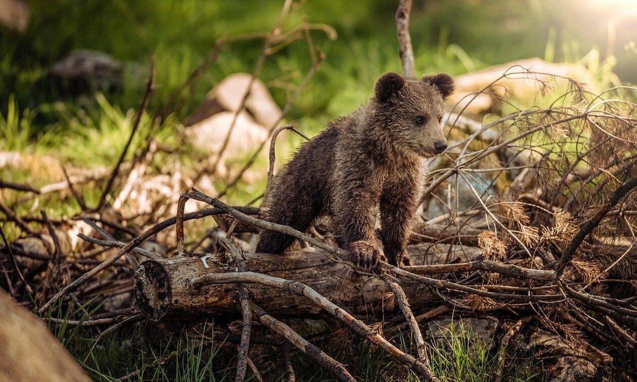 Εορδαία: Αρκουδάκι εμφανίστηκε κοντά στο χωριό Γαλάτεια