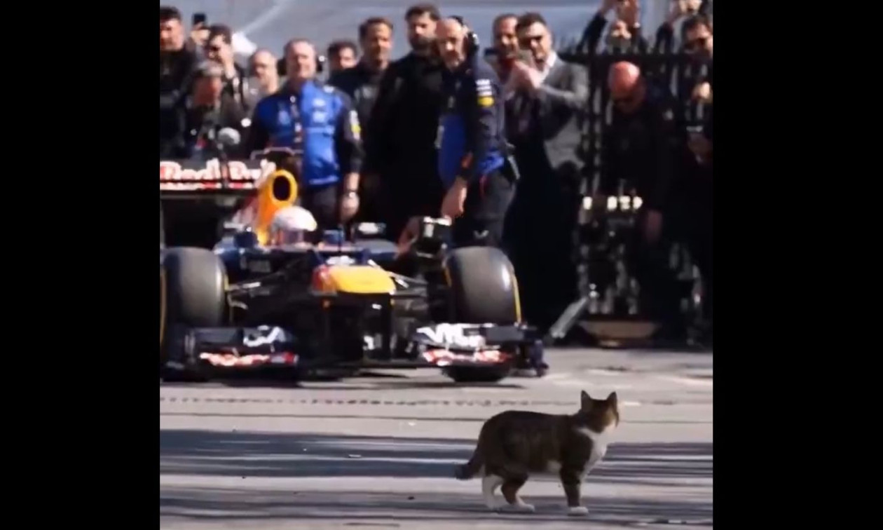 Κωνσταντινούπολη: Γάτα περπάτησε ανέμελη σε πίστα της Formula 1, αγνοώντας τους πάντες
