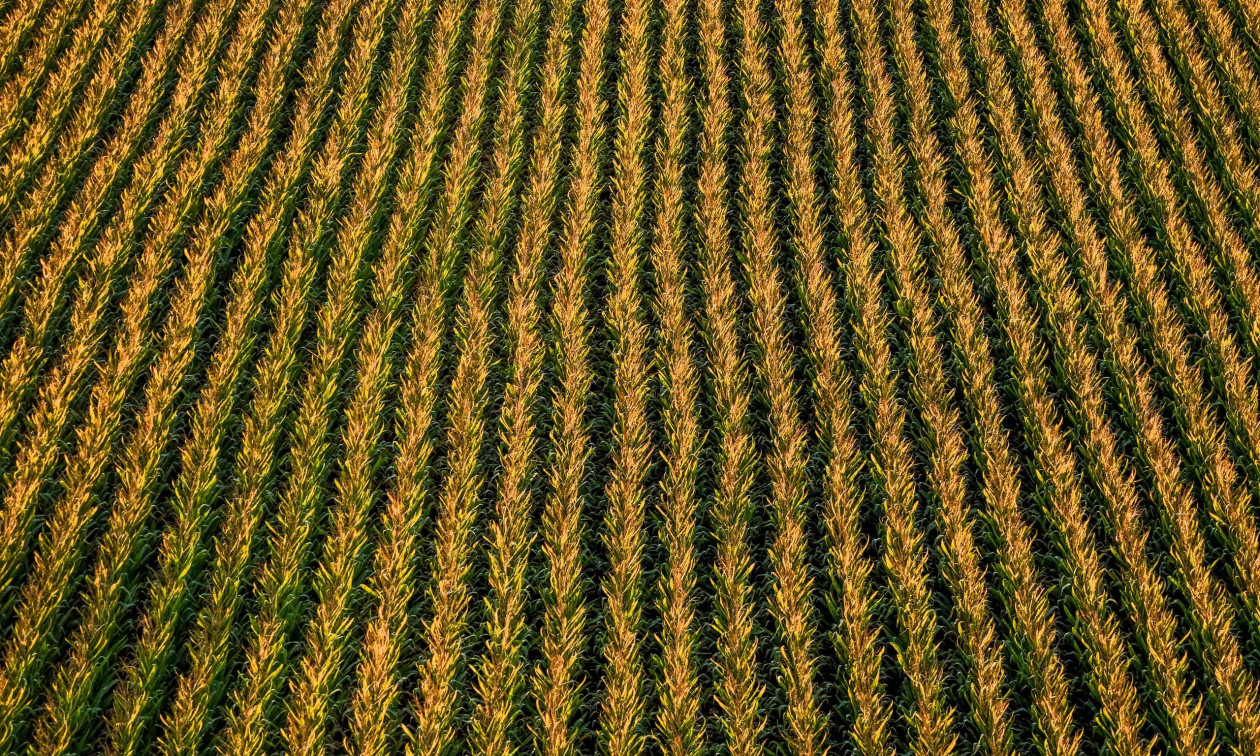 Απίθανη κλοπή στην Αίγυπτο: «Εξαφάνισαν» σοδειά σιταριού σε δύο ώρες από 2,5 στρέμματα