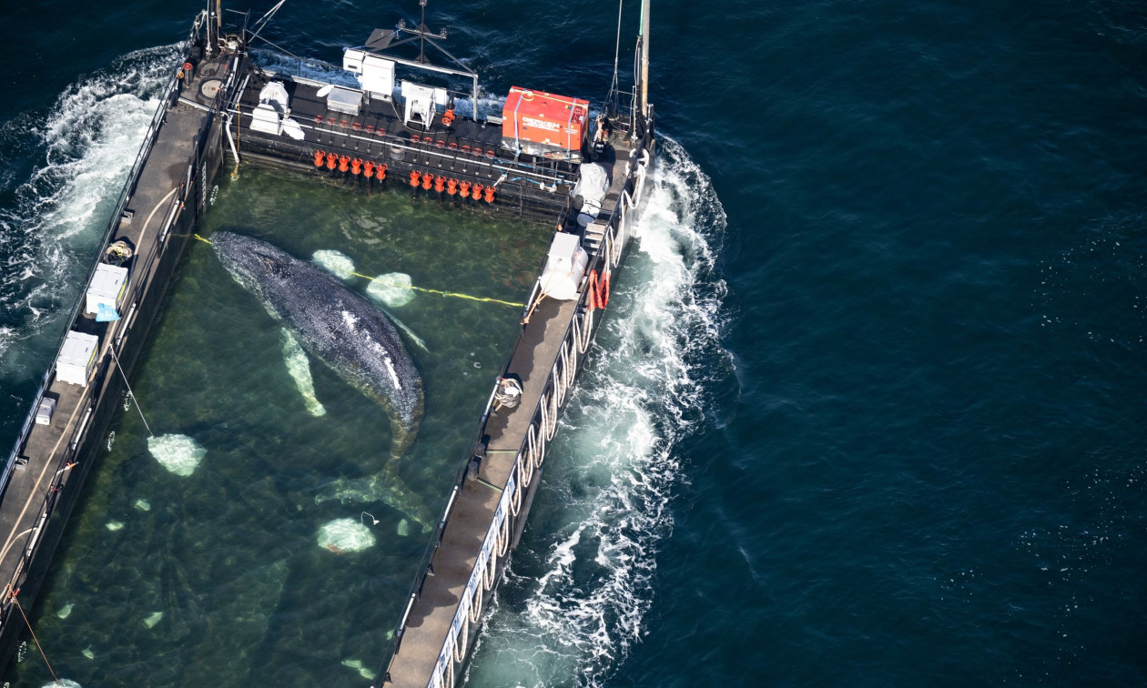 Γερμανία: Ξεκίνησε το ταξίδι του προς τη Βόρεια Θάλασσα, ο Τίμι η φάλαινα, με την βοήθεια φορτηγίδας