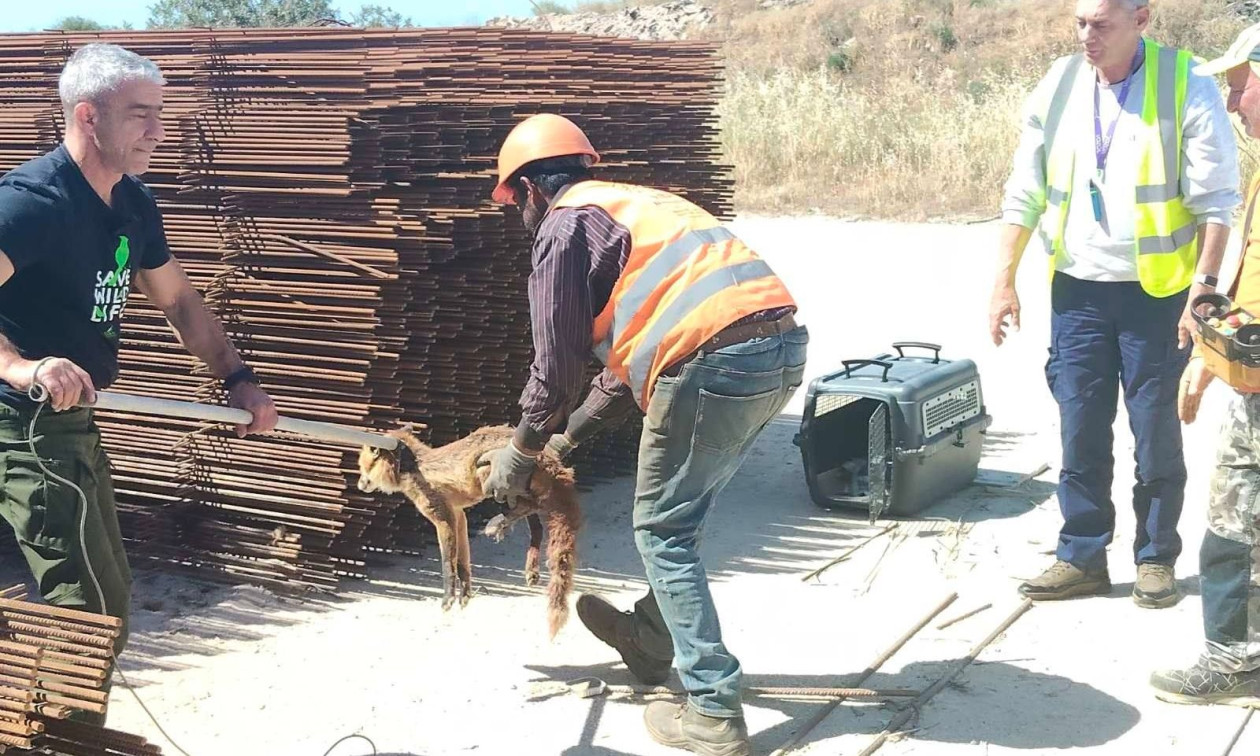 Ελληνικό: Εντοπίστηκε τραυματισμένη αλεπού σε εργοτάξιο - Δίνει μάχη για να επανέλθει