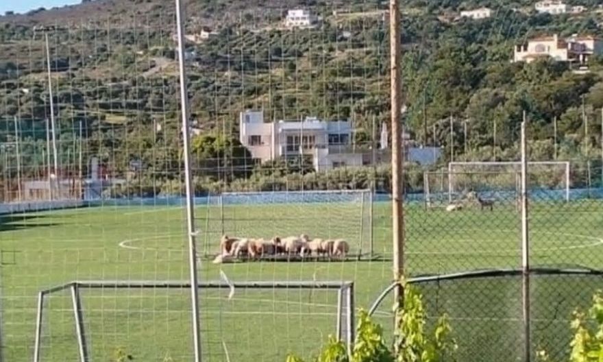Ρέθυμνο: Κοπάδι από πρόβατα έκανε «κατάληψη» σε γήπεδο ποδοσφαίρου