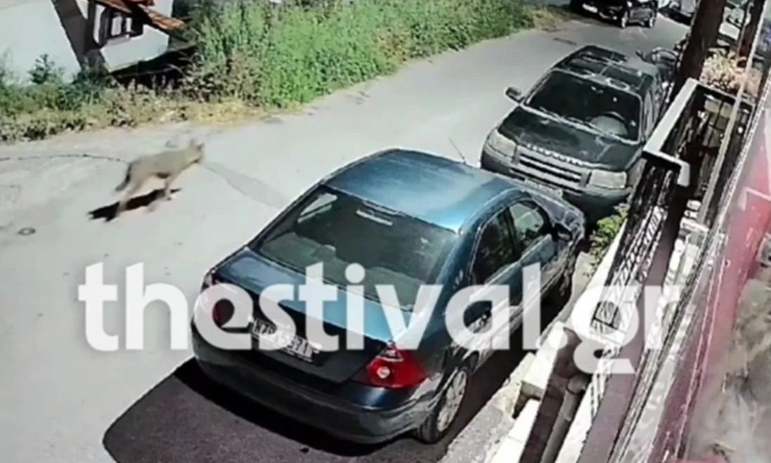 Θεσσαλονίκη: Λύκος εμφανίστηκε στα Μετέωρα - Καταγράφηκε από κάμερα ασφαλείας