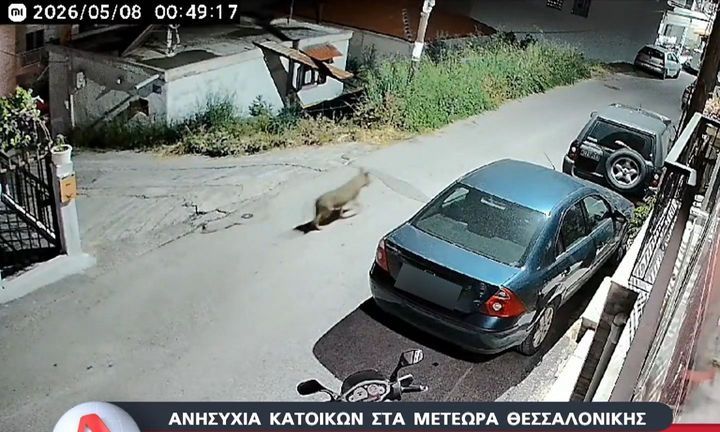 Θεσσαλονίκη: Λύκος αφήνει την αγέλη του και εμφανίζεται στα Μετέωρα - Τρόμος για τους κατοίκους
