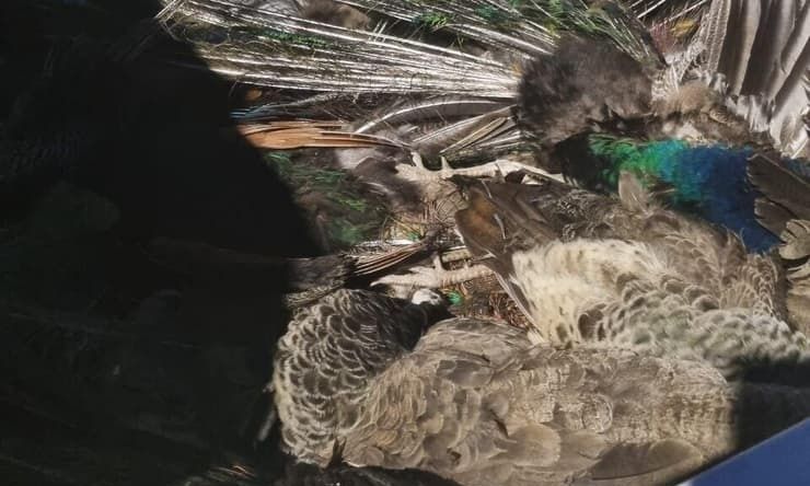 Δεκάδες νεκρά παγόνια Γαλιλαία - Τα πυροβόλησαν στο κεφάλι