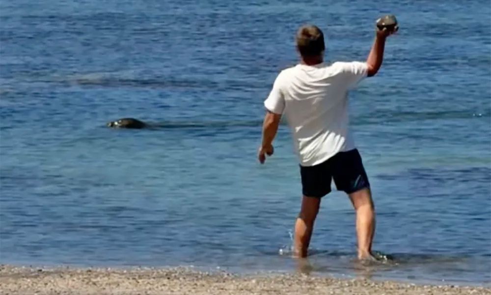 Χαβάη: Συνελήφθη τουρίστας που πέταξε πέτρα στο κεφάλι απειλούμενης φώκιας