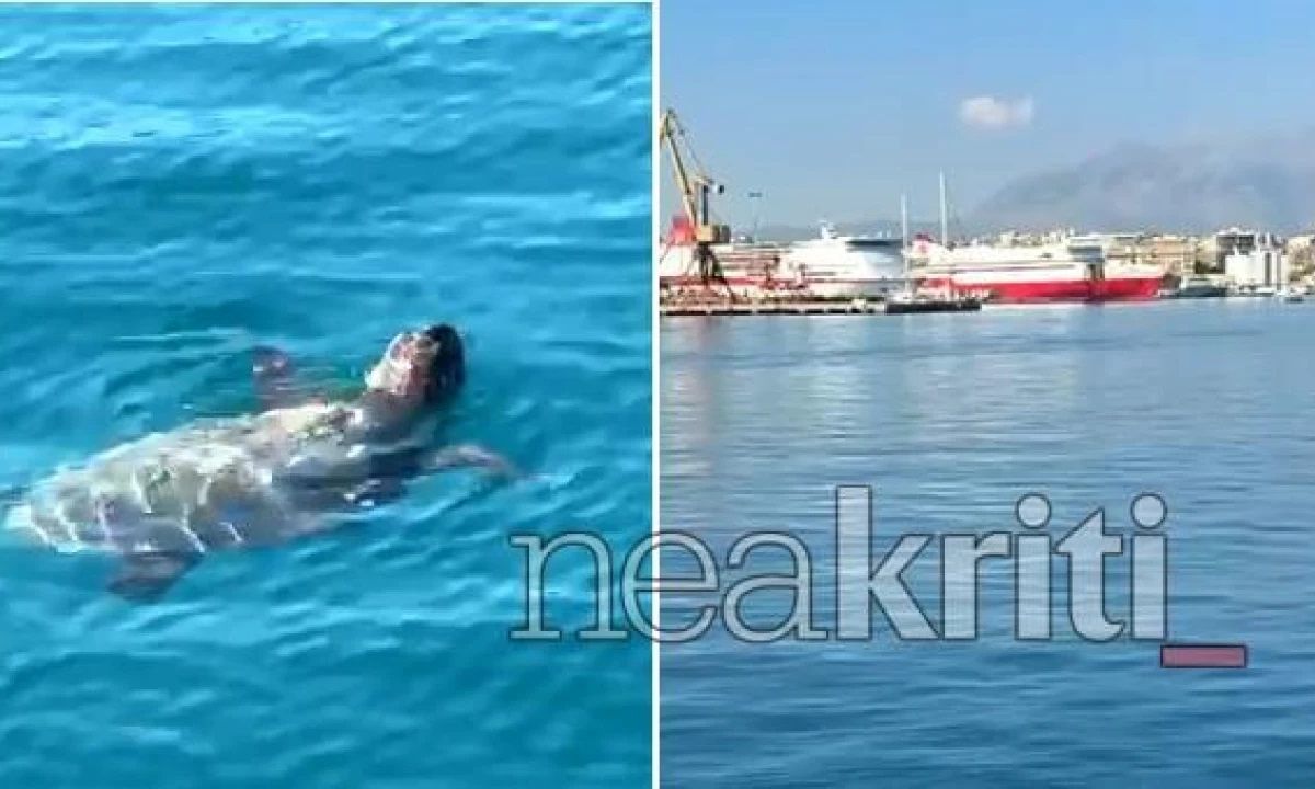 Ηράκλειο: Θαλάσσια χελώνα εντοπίστηκε να κολυμπά στα νερά του λιμανιού - Δείτε βίντεο