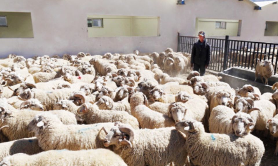 Κίνα: Γιατί μία αγγελία για πρόσληψη βοσκών έγινε viral - Κατατέθηκαν περισσότερες από 700 αιτήσεις