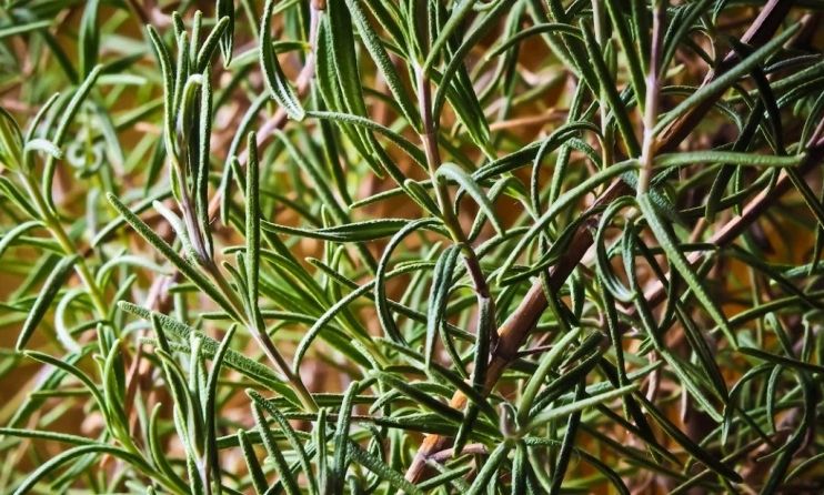 Αναβιώνει ξεχασμένο μεσογειακό έθιμο με δεντρολίβανο - Τι συμβολίζει