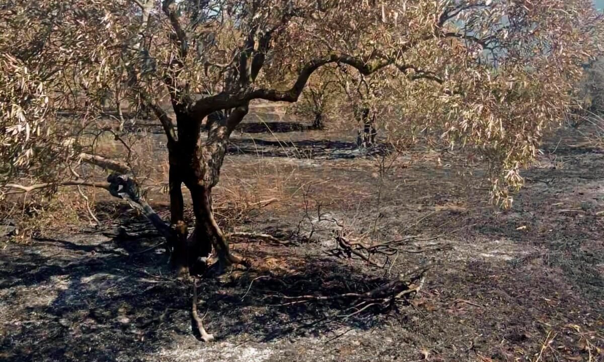 Λάρισα: Κραυγή απόγνωσης από τους Γόννους μετά τη φωτιά που αφάνισε ελαιώνες και κόπους μίας ζωής