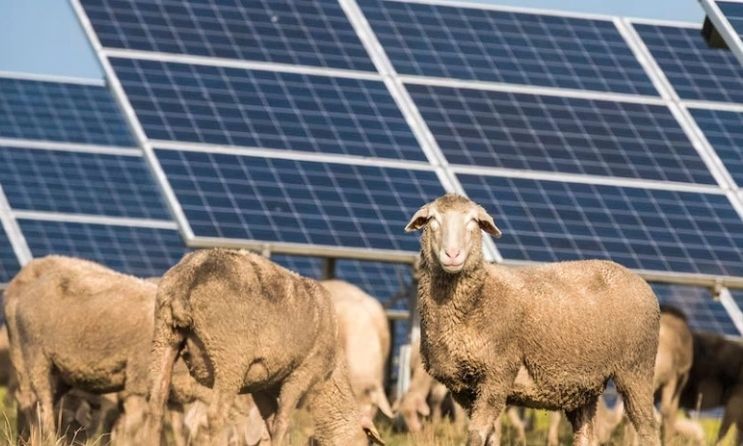 1.700 πρόβατα κάτω από ηλιακά πάνελ: Το απρόσμενο πείραμα που αλλάζει τη γεωργία