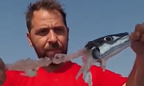 Λαγοκέφαλοι: Πείραμα ψαρά αποκαλύπτει την κανιβαλιστική φύση τους - Κατασπαράζονται μεταξύ τους