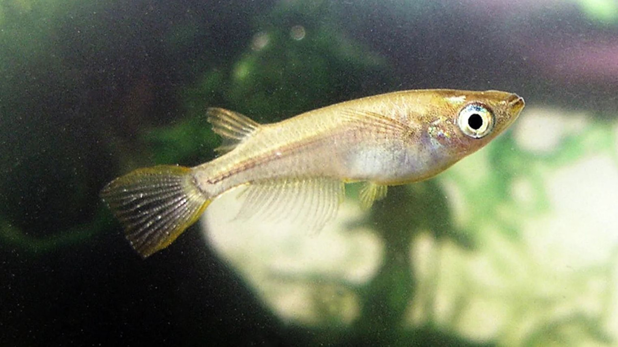 Oryzias latipes: Το ψάρι – πρωταθλητής από την Ιαπωνία που κάνει σεξ 27 φορές την ημέρα