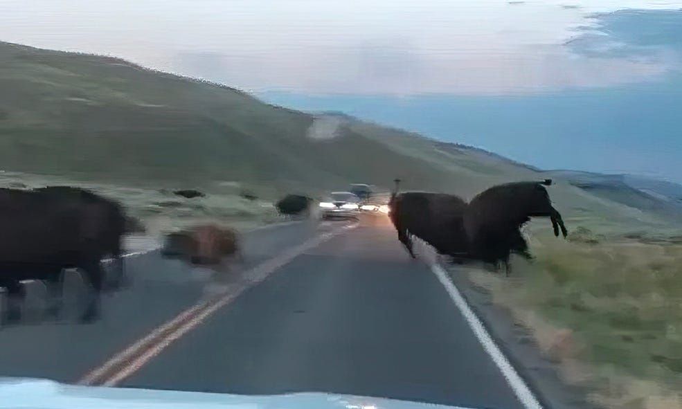 Αγρια σύγκρουση βισόνων στο Yellowstone - Βίντεο που «κόβει» την ανάσα