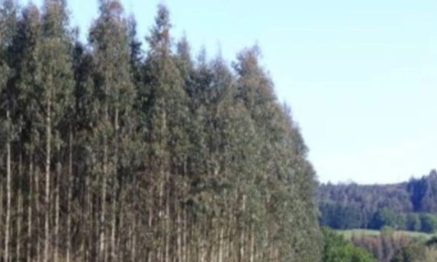 Η Ισπανία άρχισε να φυτεύει εκατομμύρια ευκαλύπτους το 1940: Σήμερα είναι εχθρός της βιοποικιλότητας