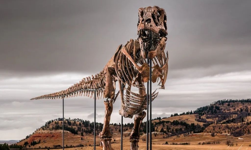Στο «σφυρί» ο T. rex «Gus» έναντι 30 εκατ. δολαρίων - Η μάχη μεταξύ μουσείων και δισεκατομμυριούχων