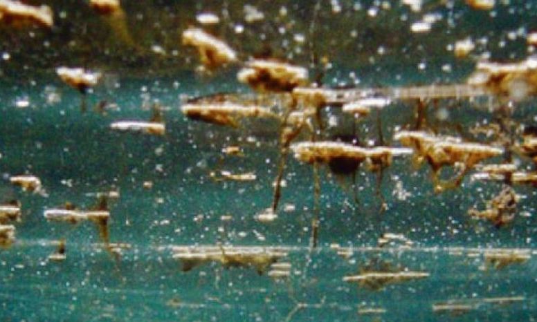 Ostreopsis ovata: Το τοξικό φύκι που έχει εισβάλει στη Μεσόγειο - Επιπτώσεις και κίνδυνοι