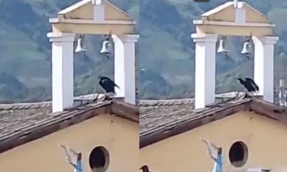 Προαίσθημα ή σύμπτωση;  Γύπας χτυπάει την καμπάνα πριν τον φονικό σεισμό στην Κολομβία