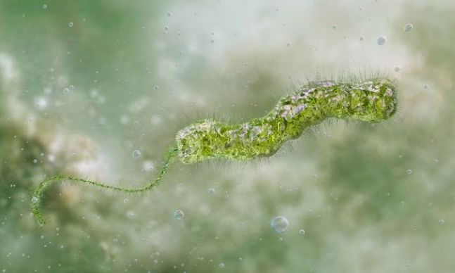 Vibrio: Όσα γνωρίζουμε για το βακτήριο που τρώει τη σάρκα - Πάνω από 15 κρούσματα και 7 θάνατοι