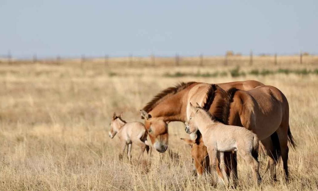 Τα άγρια άλογα επέστρεψαν στο Καζακστάν έπειτα από 200 χρόνια 
