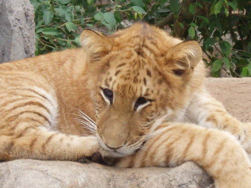 LIGER» το απόλυτο υβρίδιο αιλουροειδές