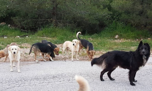 Λάρισα: Αγέλη σκύλων περικύκλωσε και κυνήγησε νεαρό στον Πλαταμώνα- Πληθαίνουν τα περιστατικά