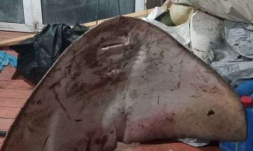 Αλεξανδρούπολη: Σπάνιο θαλάσσιο είδος 40 κιλών πιάστηκε στα δίχτυα ψαρά - Δείτε φωτογραφίες
