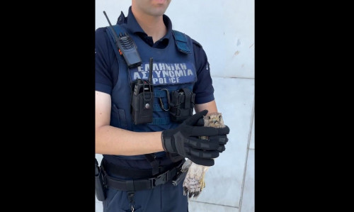 Αστυνομικός διέσωσε γεράκι που κατέρρευσε από τη ζέστη - Το πουλί... «συνελήφθη» έξω από τη ΓΑΔΑ
