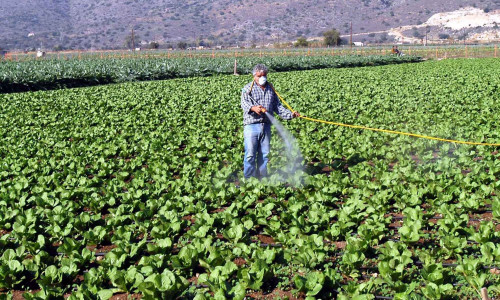 Η «μαφία» των κινεζικών φυτοφαρμάκων στη Θεσσαλία – Οι παράνομες διαδρομές και ο «Βούλγαρος»