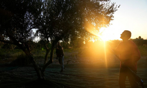 Reuters: Οι δασμοί Τραμπ αναγκάζουν τους Έλληνες ελαιπαραγωγούς να αναζητήσουν νέες αγορές