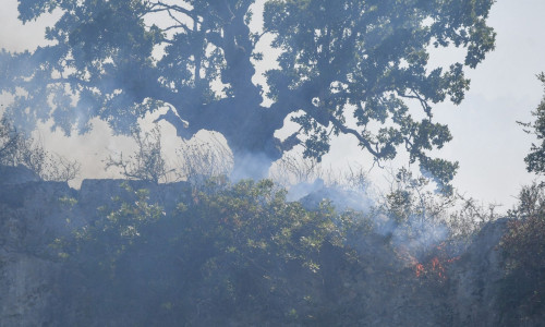 Φωτιά στη Σταμάτα Αττικής – Σηκώθηκαν εναέρια μέσα