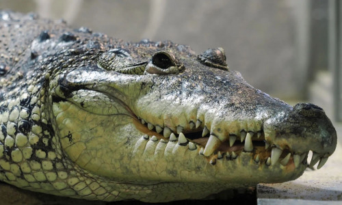 Φρικιαστικός θάνατος στο Μεξικό: 14χρονο αγόρι σκοτώθηκε από επίθεση κροκόδειλων