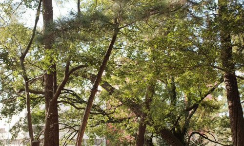 Δήμος Αθηναίων: Σε εφαρμογή πρόγραμμα προστασίας για 8.000 μουριές της πόλης