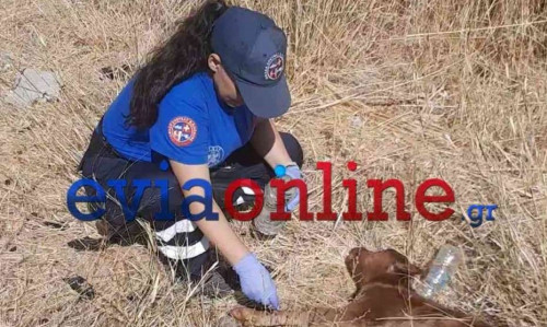 Ανθρωπιά μέσα στις φλόγες: Πυροσβέστες έσωσαν νεογέννητο μοσχαράκι στην Εύβοια