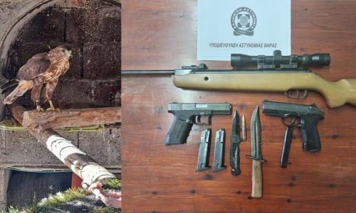 Σαντορίνη: Αιχμάλωτο γεράκι και οπλισμός εντοπίστηκαν σε σπίτι - Χειροπέδες σε 41χρονο
