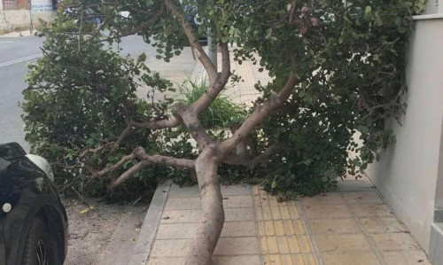 Κρήτη: Δέντρο κατέρρευσε στον Μασταμπά Ηρακλείου μέσα στη νύχτα - Σοβαρές ζημιές σε δύο οχήματα